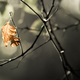 Illustration for article titled Shooting Challenge Fall Leaves Gallery 7